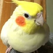 マギ ver2.0さん