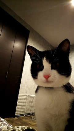 あんこがんもさん