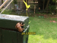 jin_L880Kさん